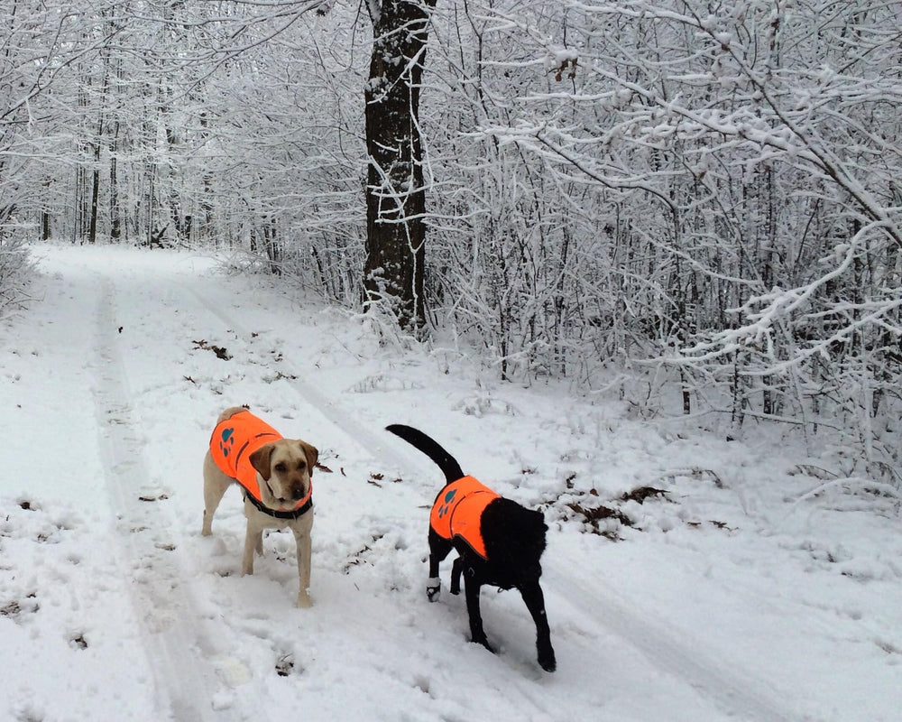 SafetyPUP XD reflective vest supports off-leash hikes with better visibility.