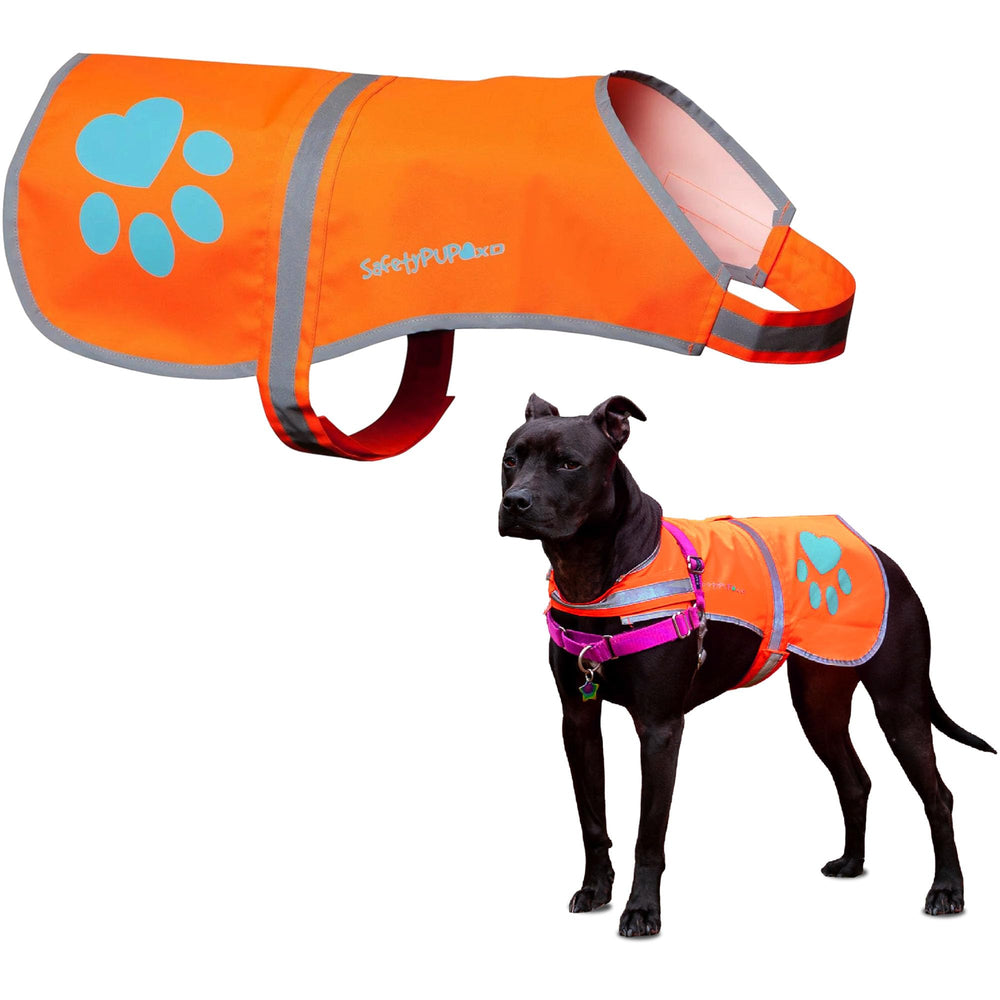 SafetyPUP XD reflective dog vest on a dog for high visibility during evening walks.