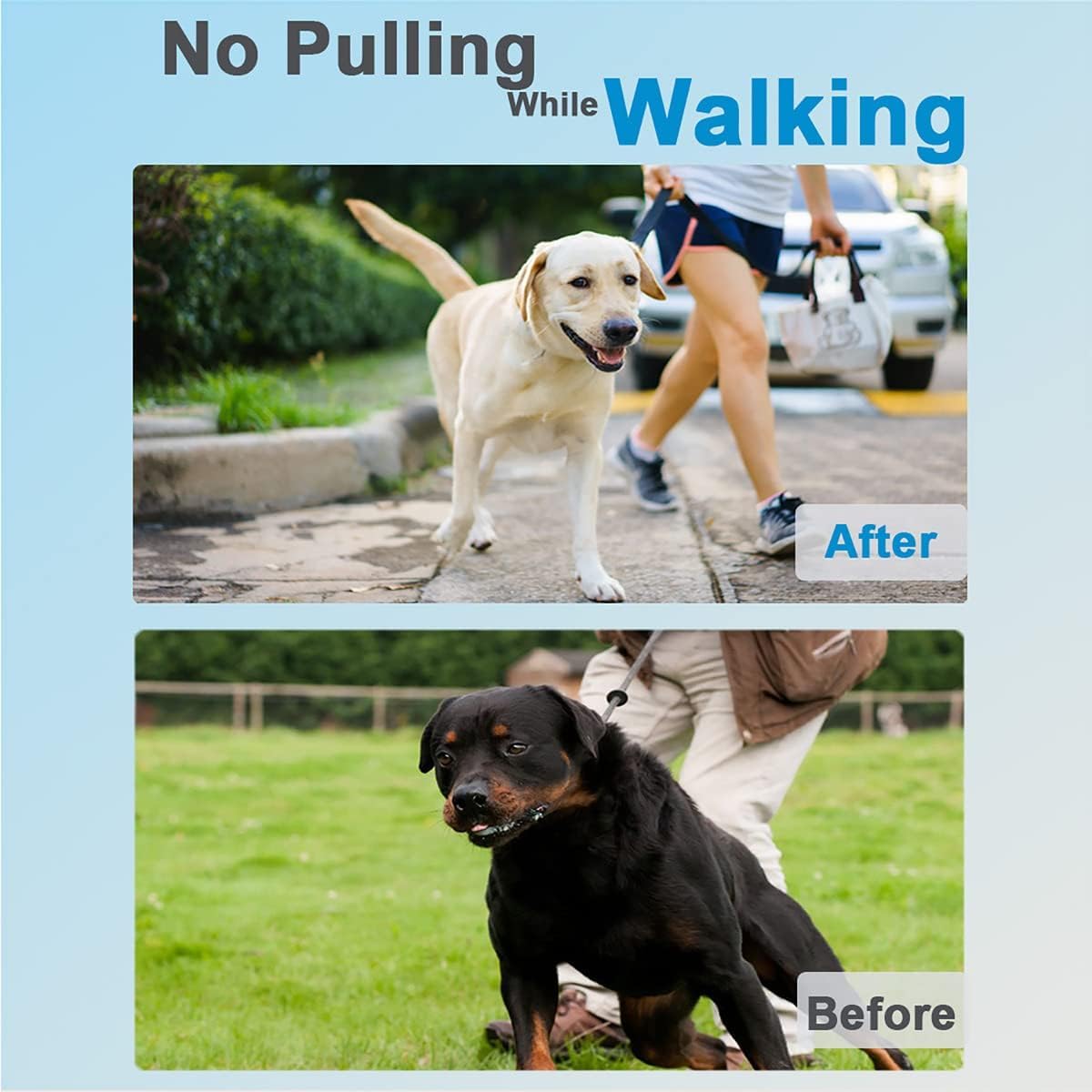Safiman prong collar stainless steel construction shines during outdoor training with durability and rust resistance.