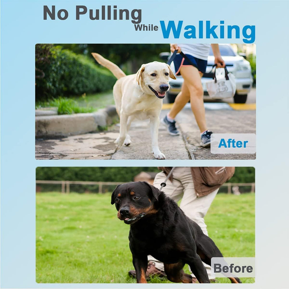 Safiman prong collar stainless steel construction shines during outdoor training with durability and rust resistance.