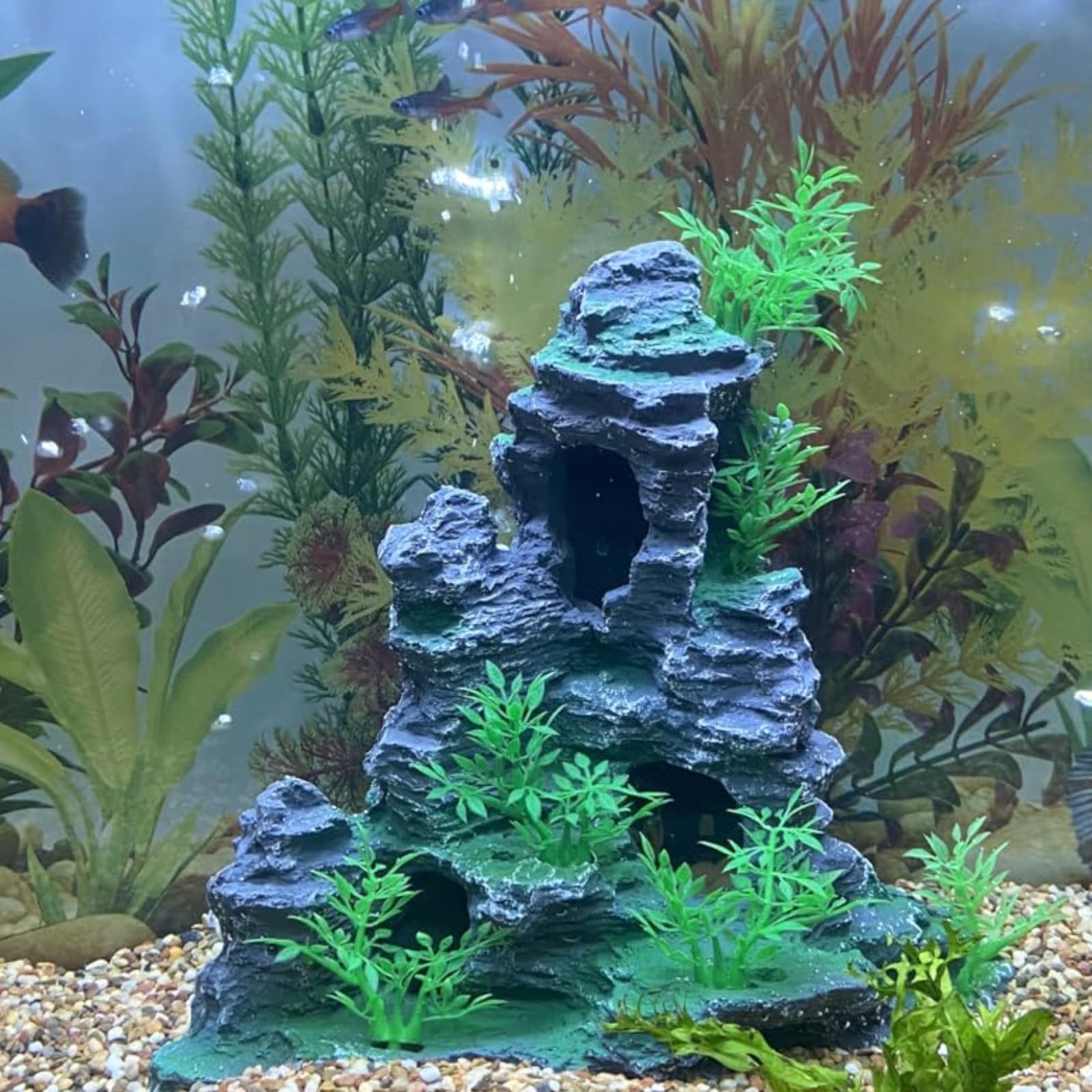 Saim Betta habitat with large cave supports exploration and rest.