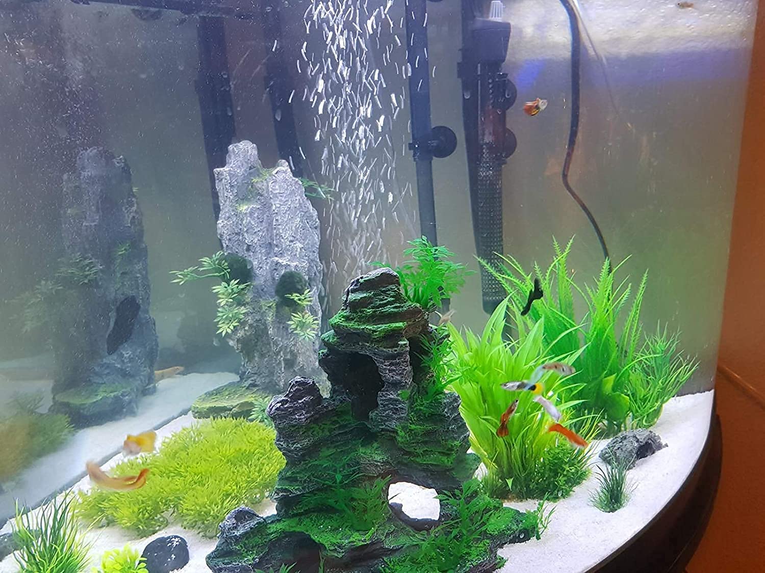 Saim small-fish play-area invites curious swimming around rocks.