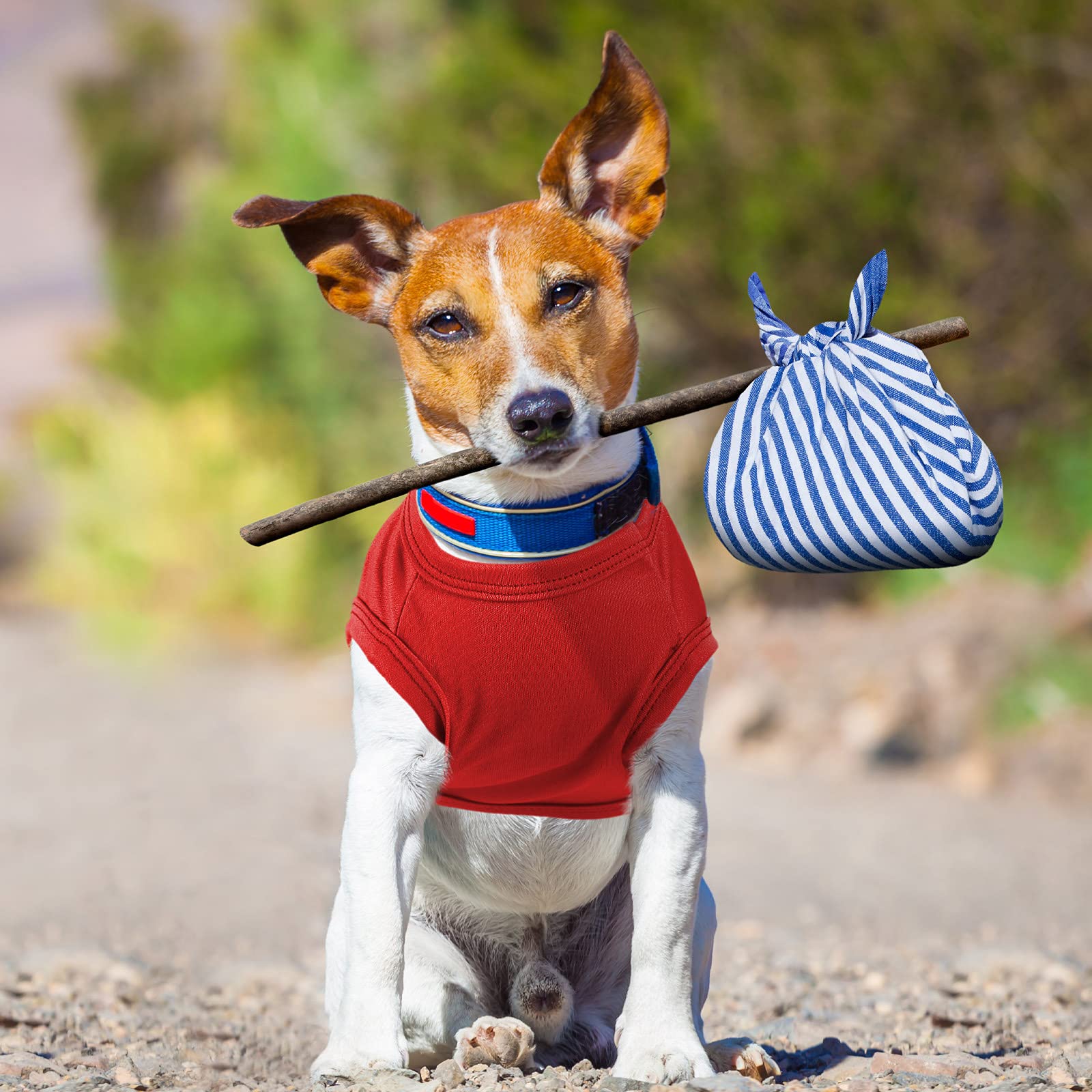 Saintrygo dog clothes for home, walks, and outdoor adventures.