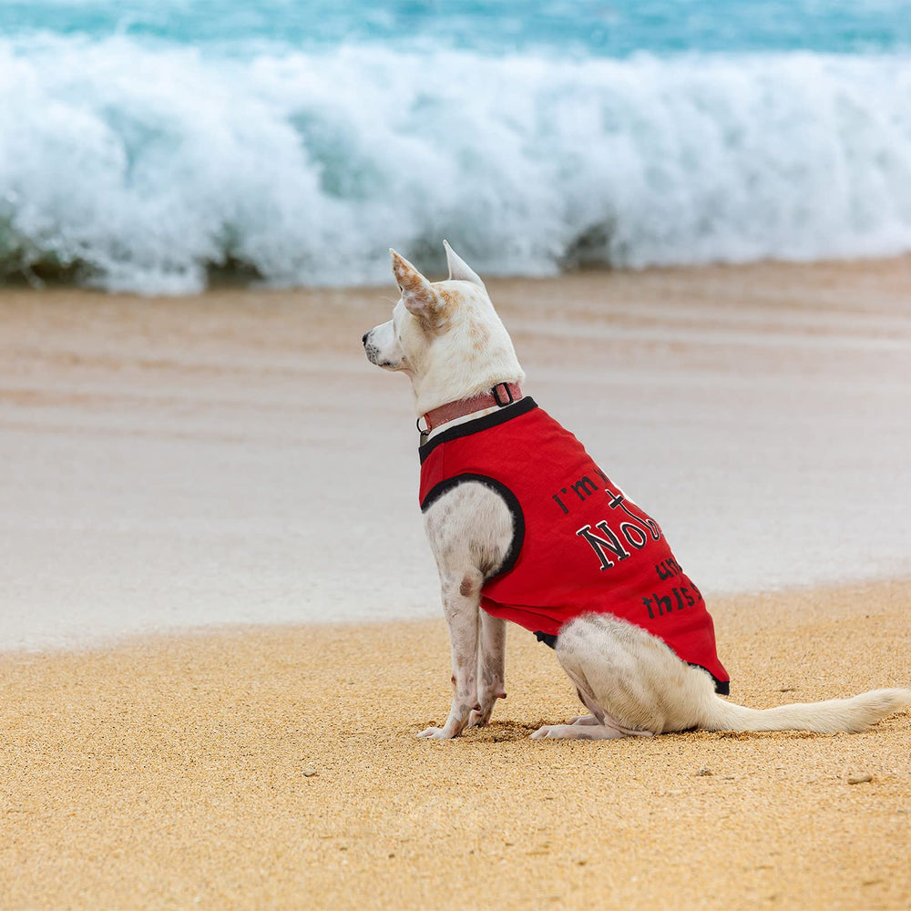 Saintrygo dog shirts varied colors patterns for playful looks
