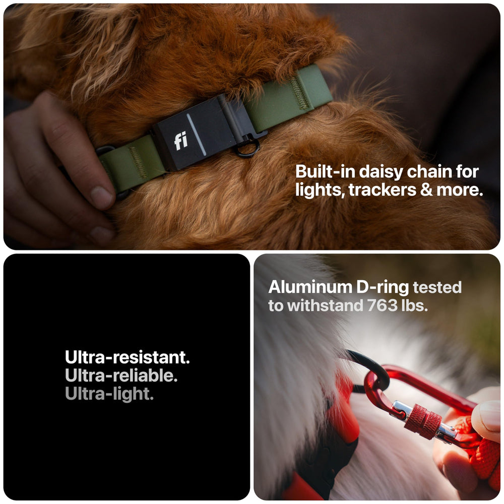 SÄKER collar with separate D-ring for secure ID tags and easy access.