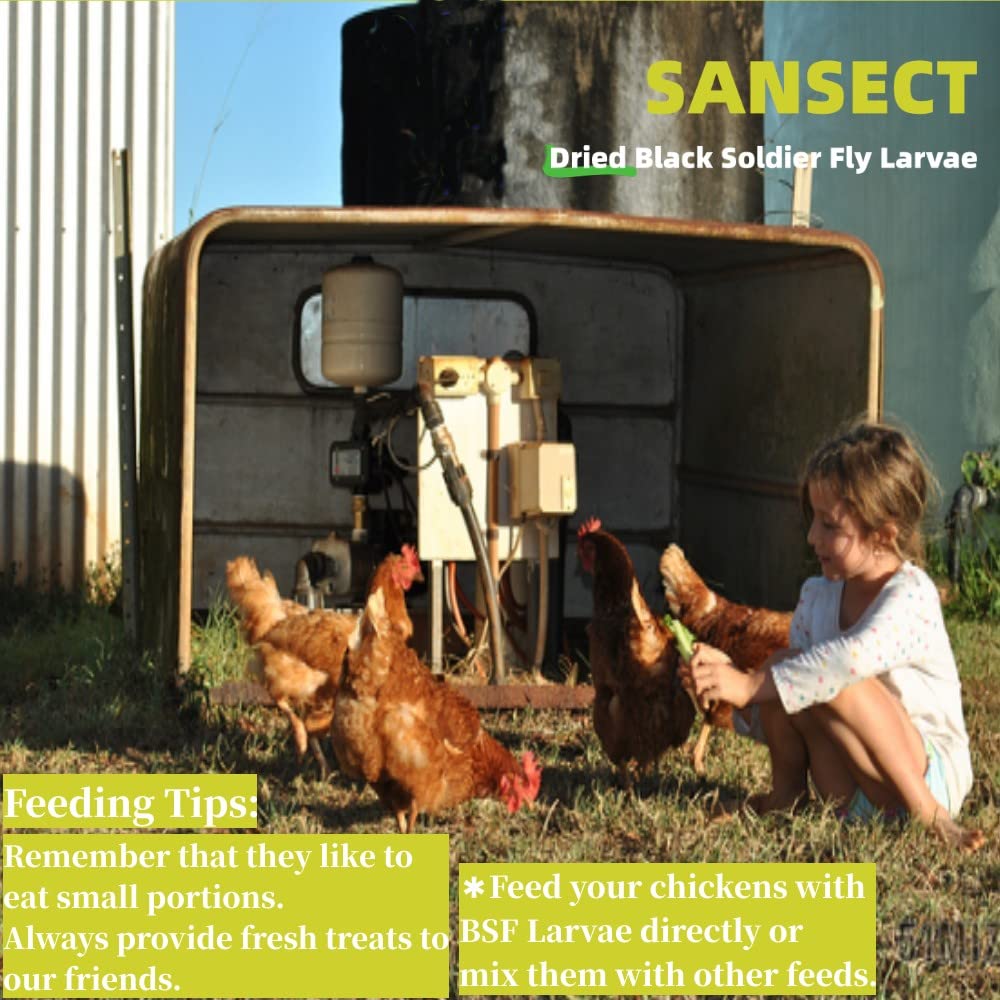 SANSECT larvae attract wild birds and support flock nutrition.