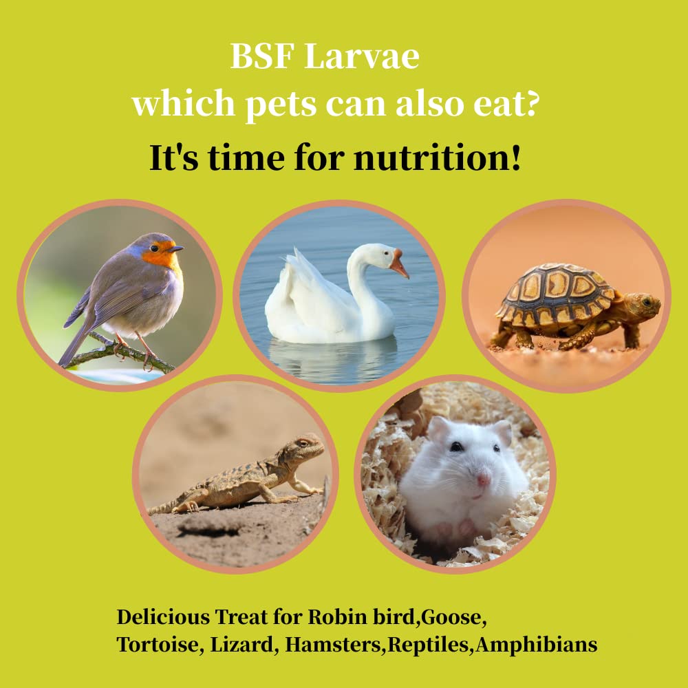 SANSECT resealable storage box keeps BSF larvae fresh.