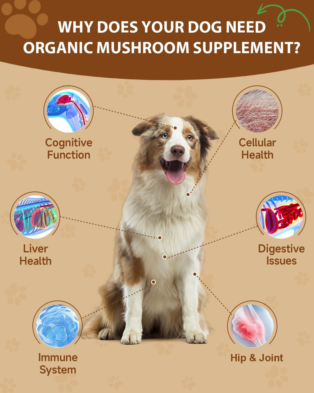 SANTKOL Mushroom for Dogs powder being stirred into wet food to aid digestion.