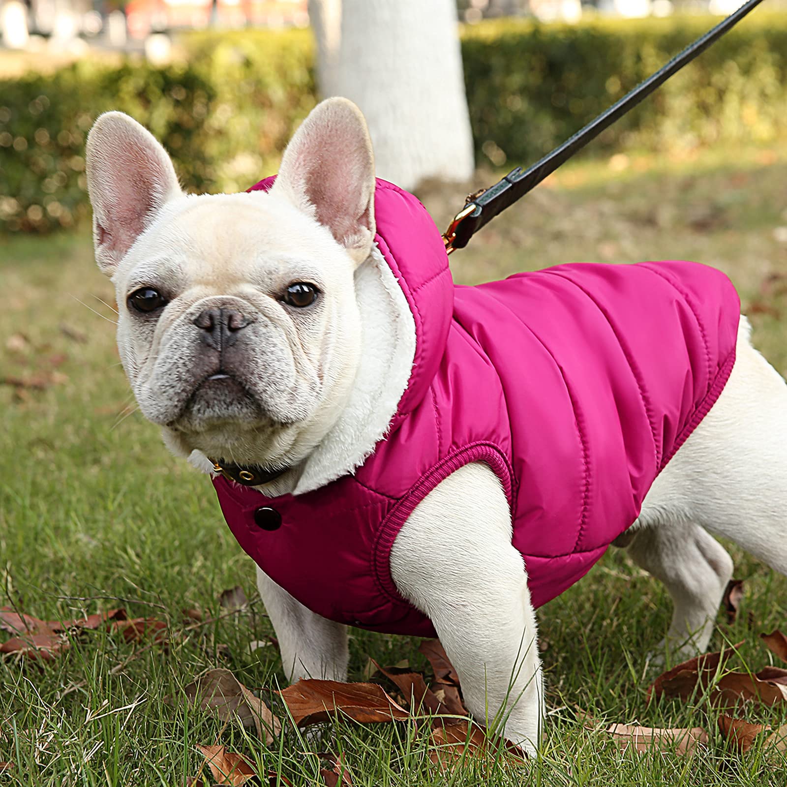 SAWMONG windproof dog coat waterproof material ideal for rainy walks.