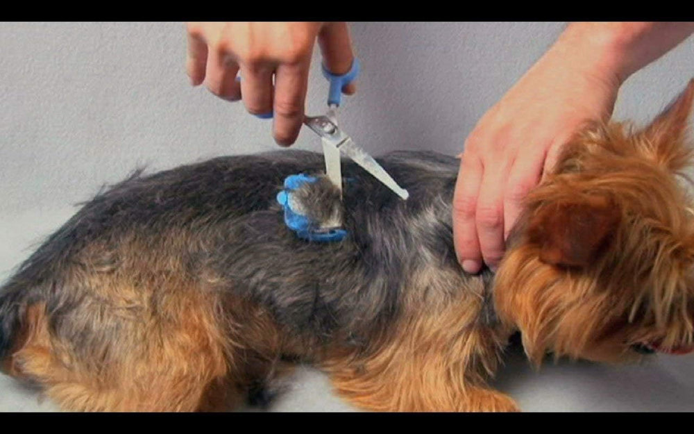 Scaredy Cut seven-length combs for adjustable grooming lengths