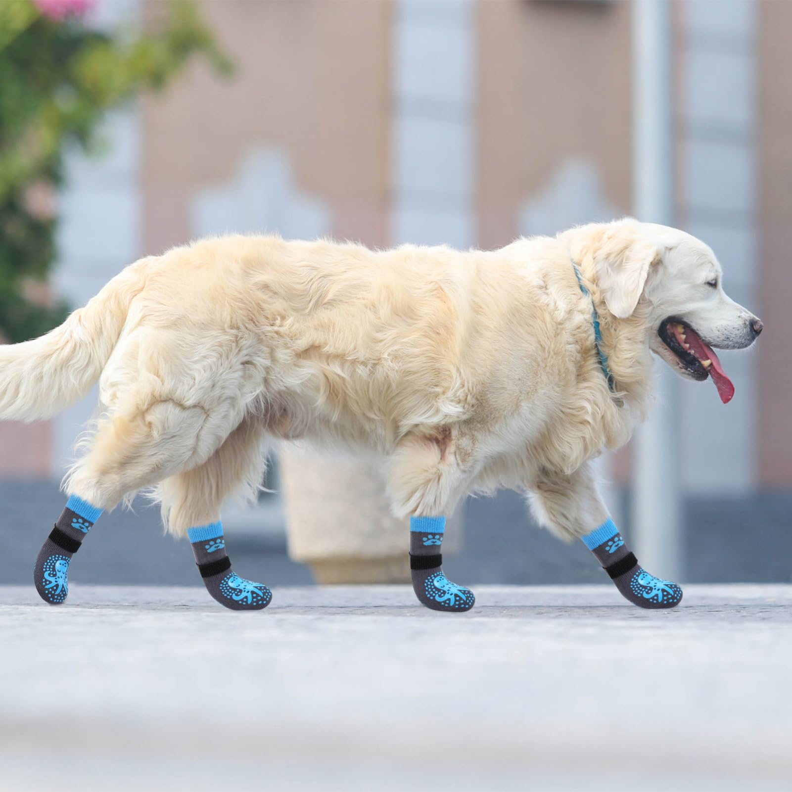 SCENEREAL dog socks on hardwood floor demonstrate grip and paw protection.