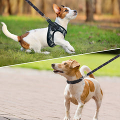 SCENEREAL harness-collar-leash with 360-degree swivel for tangle-free walking.