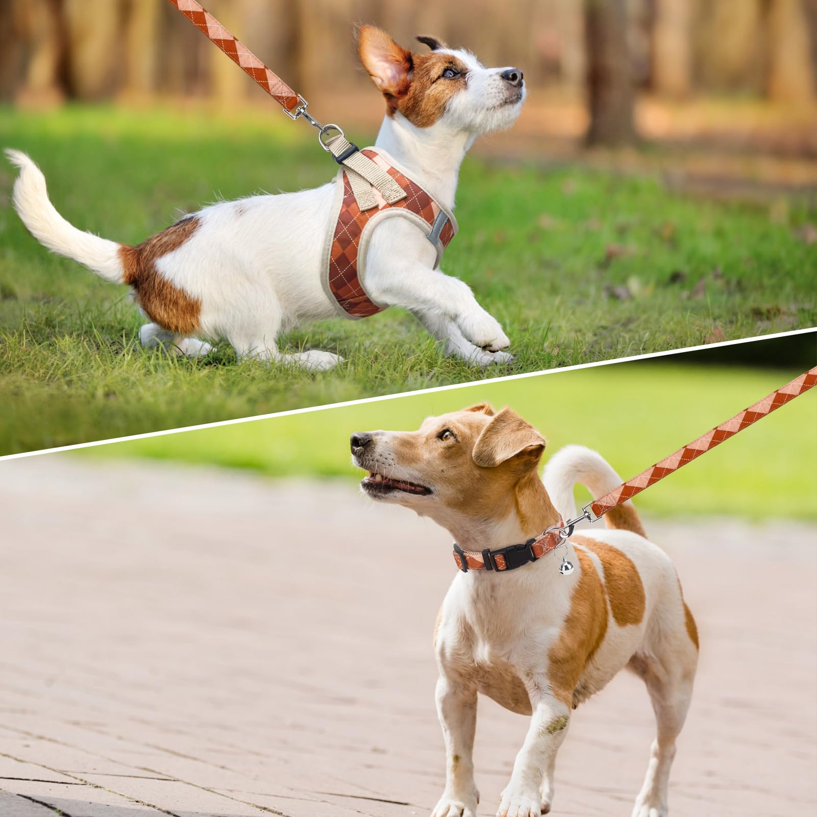 SCENEREAL harness worn on dog during a walk highlights breathable four-season mesh