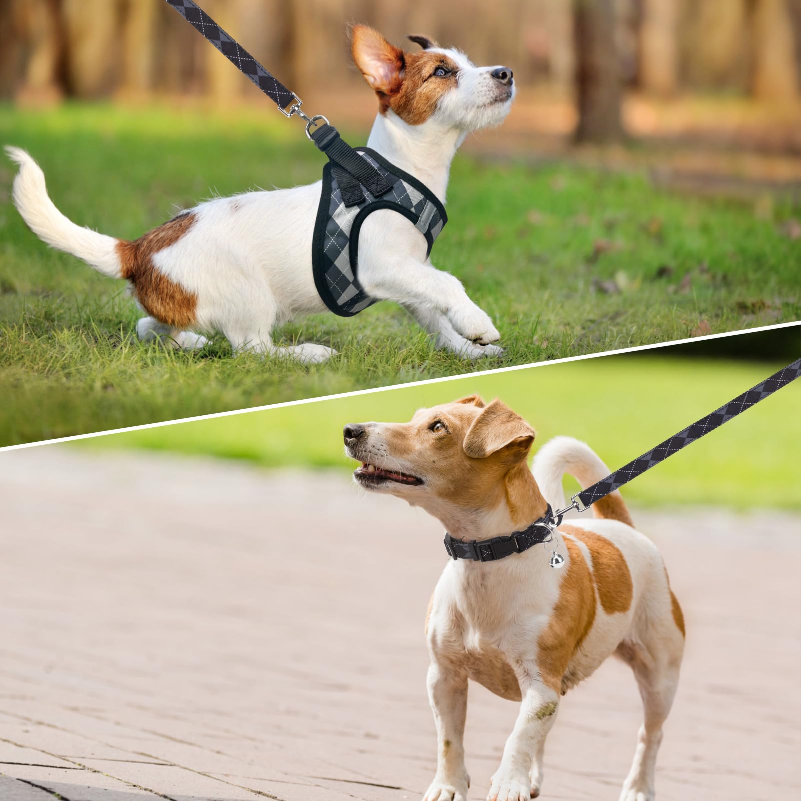 SCENEREAL leash attachment close-up showing 360-degree swivel prevents tangles on outdoor adventures.