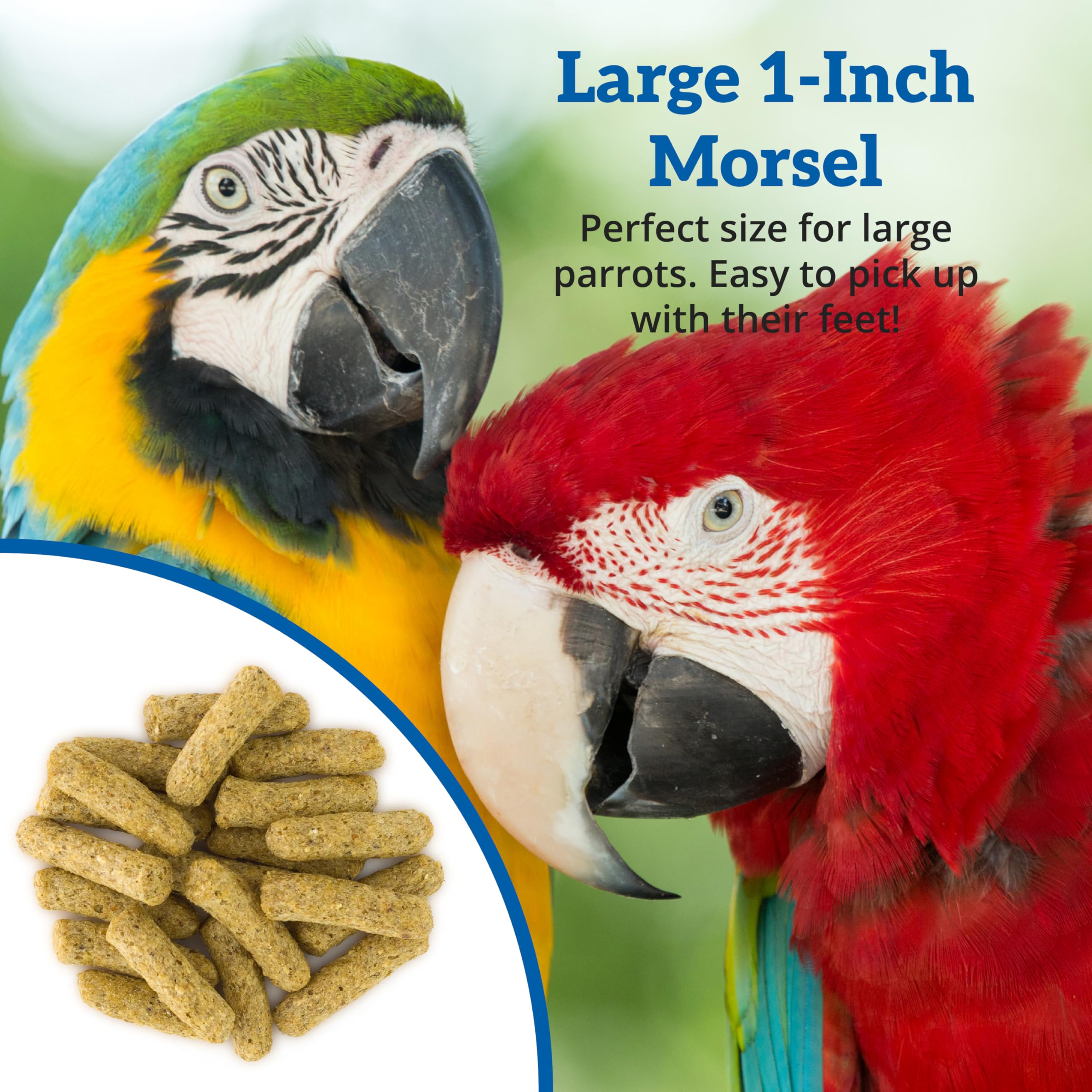 Scenic Corn Jungle macaw pellets support digestion and balanced nutrition for big beaks.