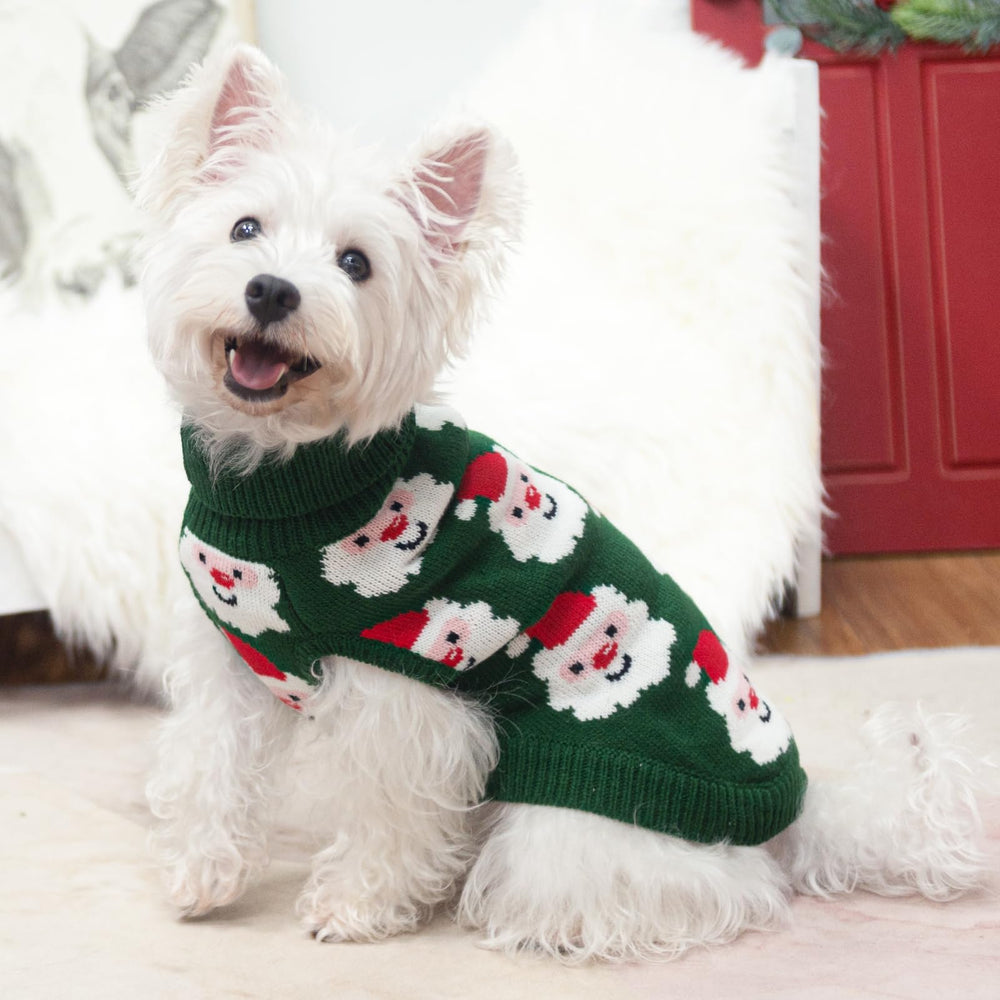 SCIROKKO dog sweater on dog showcases winter style and comfort