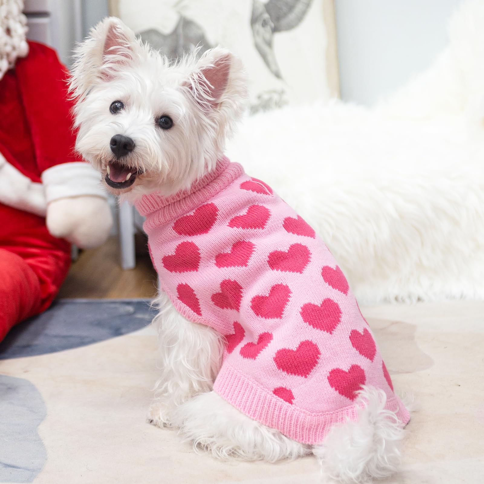 SCIROKKO size guidance helps you choose the right fit for small breeds.