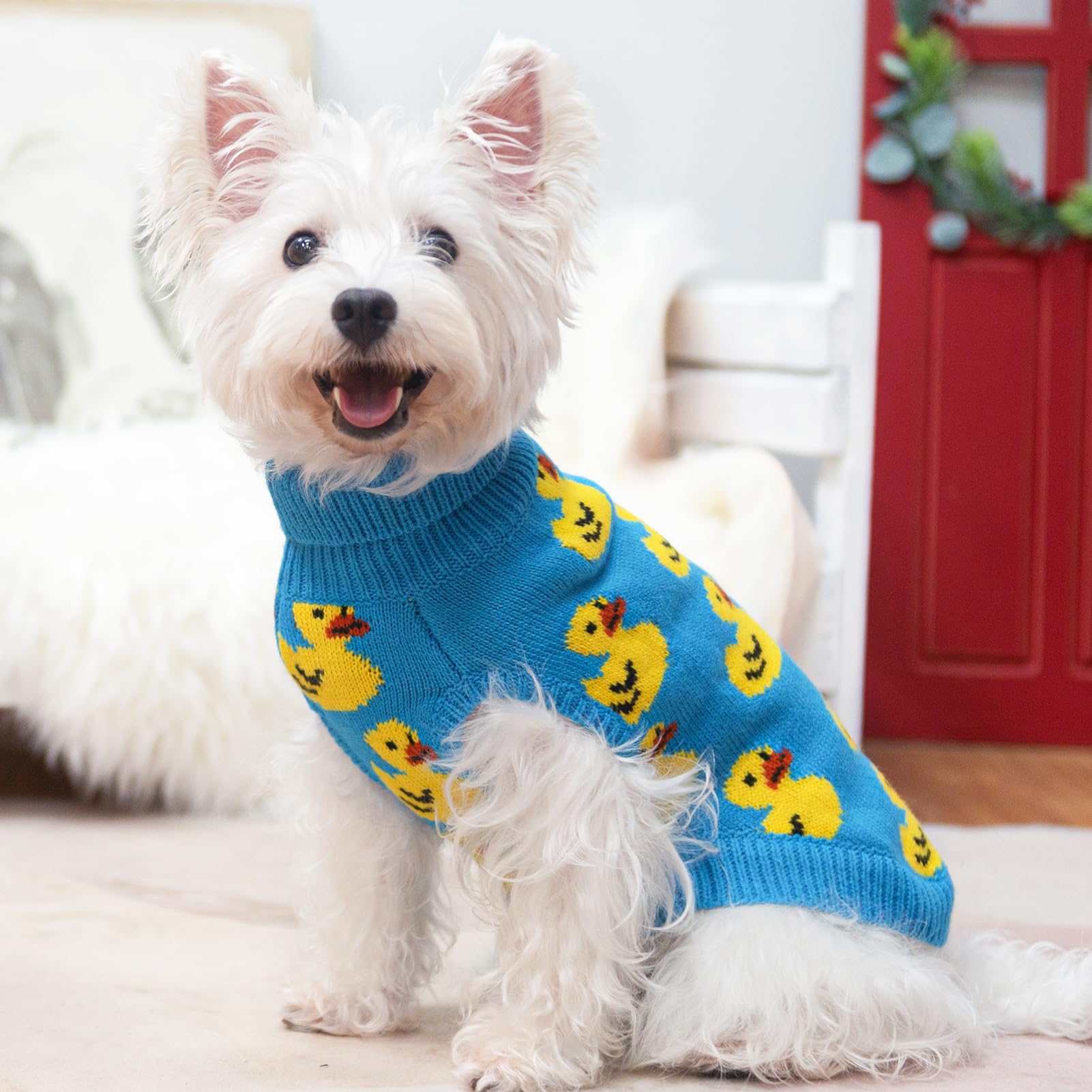 SCIROKKO warm acrylic knit keeps little dogs comfortable indoors and outdoors.