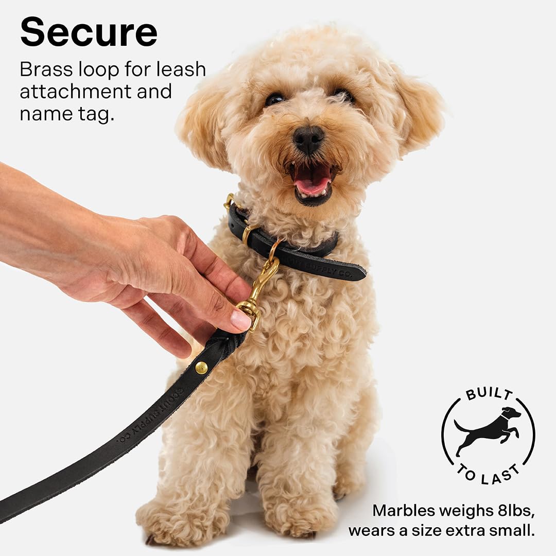 Scout Supply Co. Classic Leather Dog Collar daily-wear ready on a dog during walks.