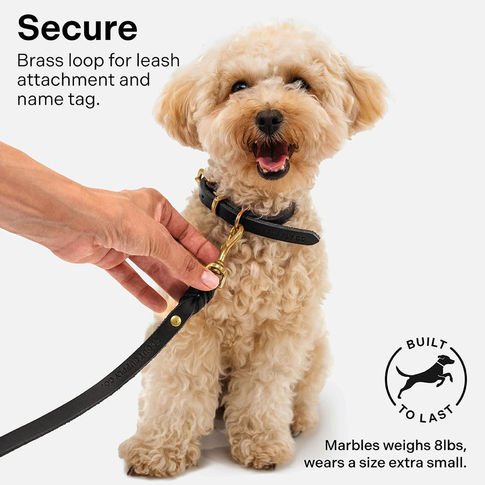 Scout Supply Co. Classic Leather Dog Collar daily-wear ready on a dog during walks.