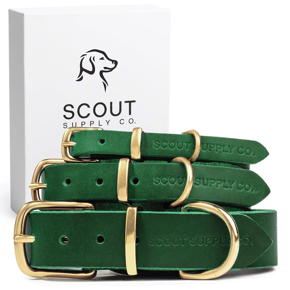 Scout Supply Co Classic Leather Dog Collar front view shows comfortable everyday wear.