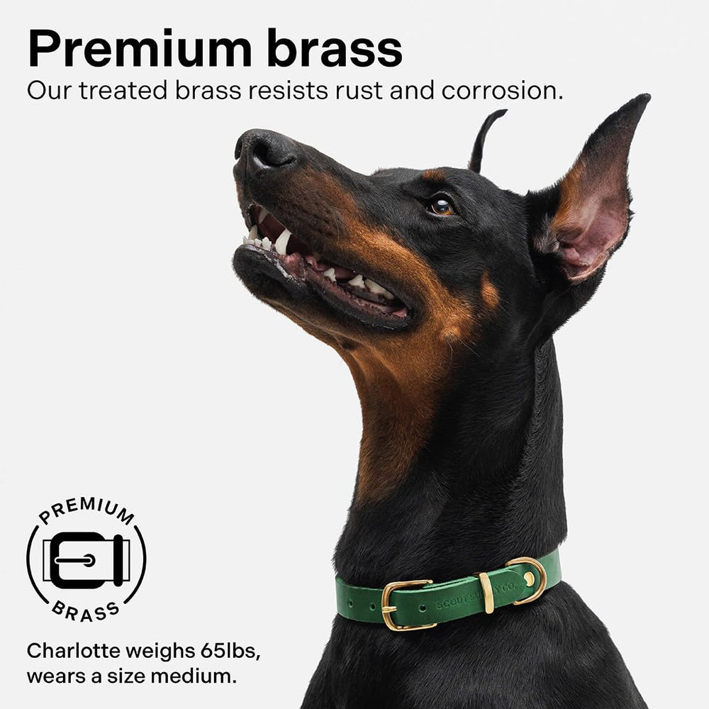 Scout Supply Co Classic Leather Dog Collar on dog during a walk in the park.