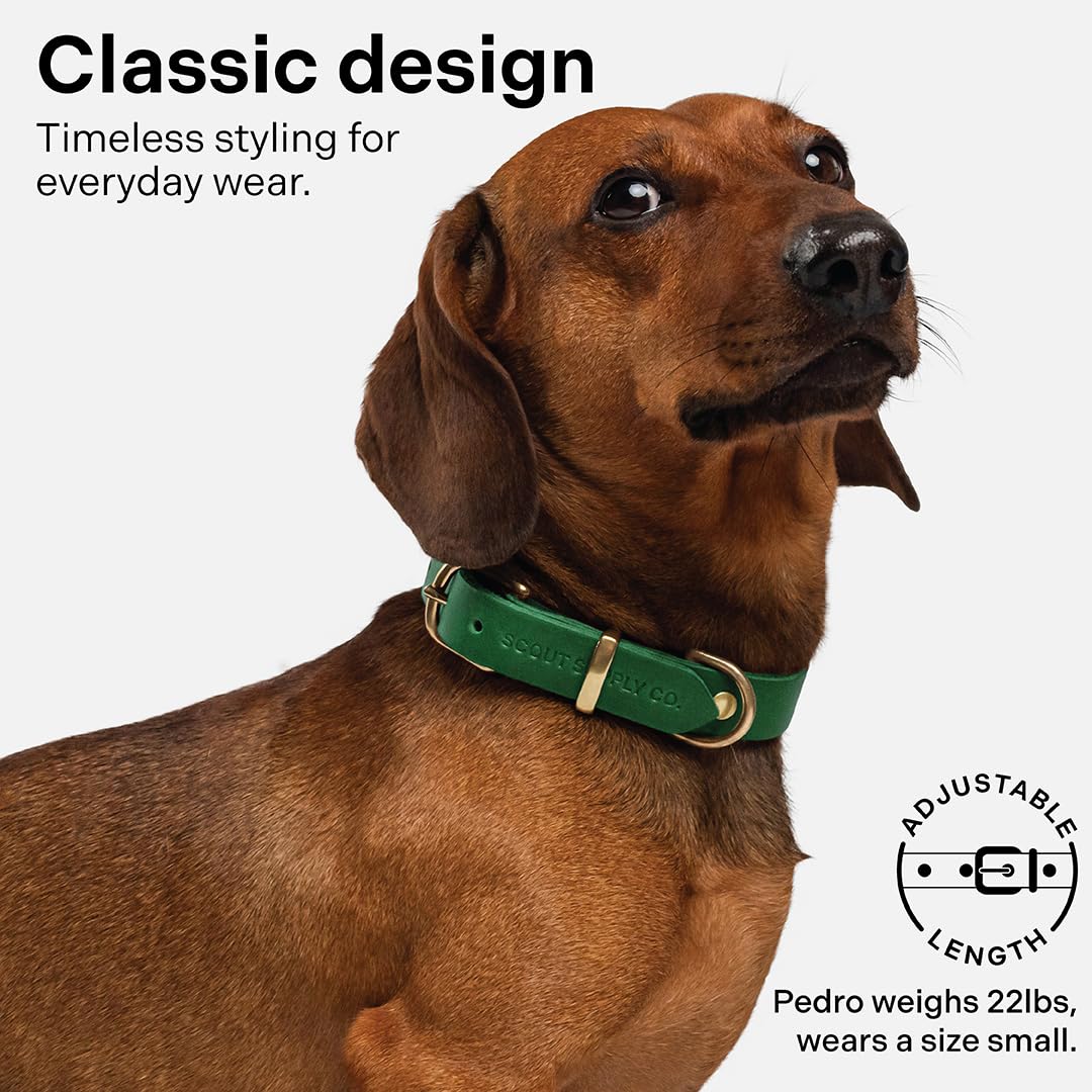 Scout Supply Co Classic Leather Collar patina over time adds unique pup character.