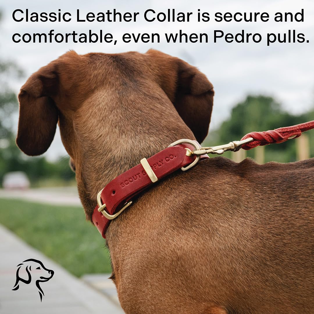 Scout Supply Co Classic Leather Dog Collar red XL comfortable fit during walks