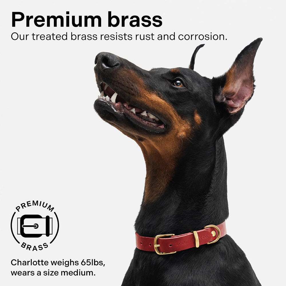 Scout Supply Co Classic Leather Dog Collar red XL size guide for proper fit