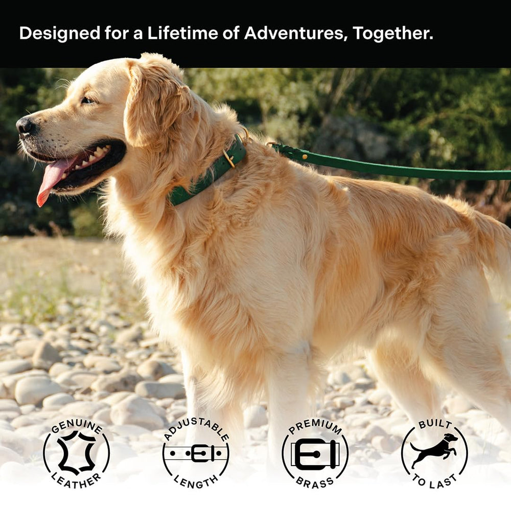 Scout Supply Co Classic Leather Dog Collar side profile highlights durable width for adventures.