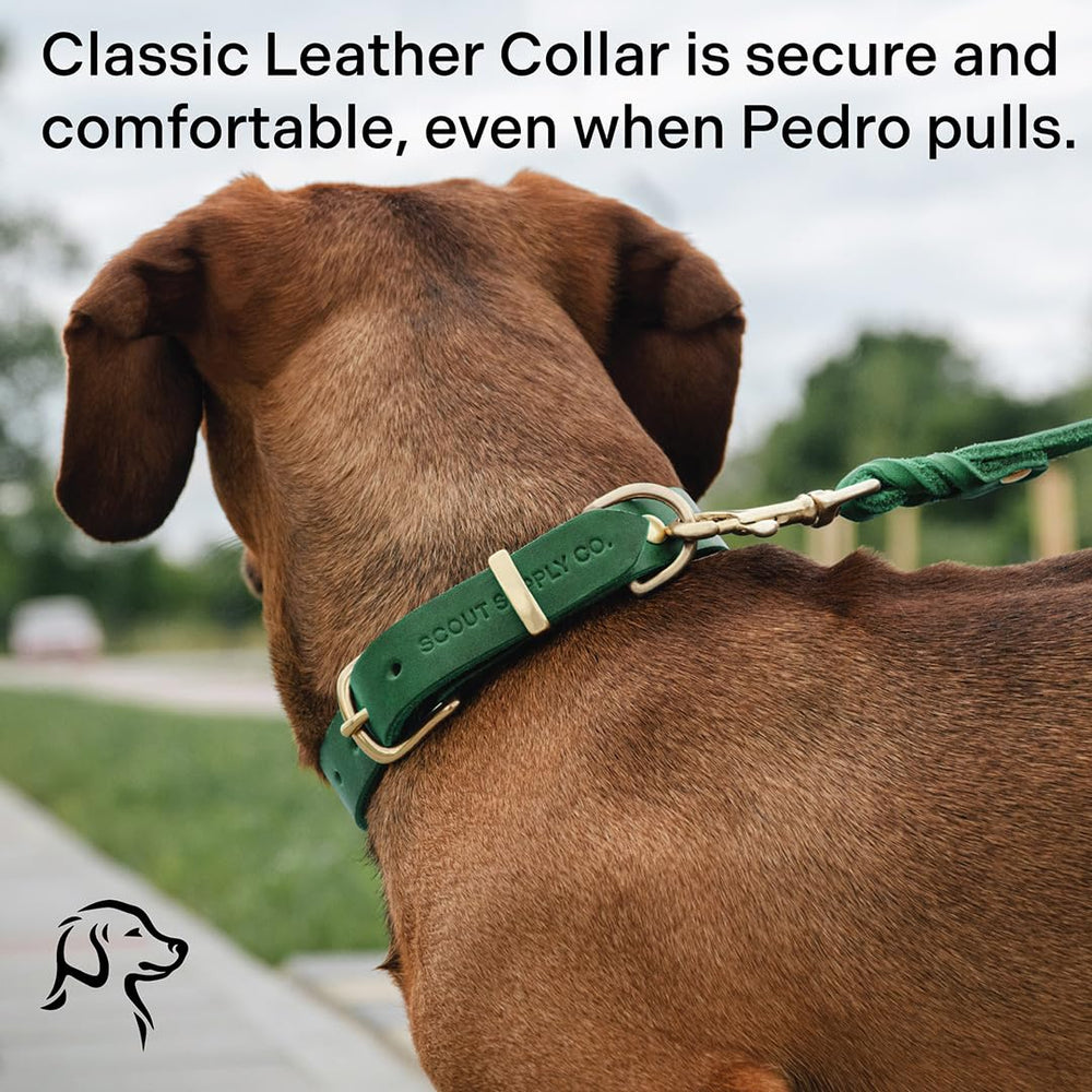 Scout Supply Co Classic Leather Collar water resistance suitable for outdoor use.