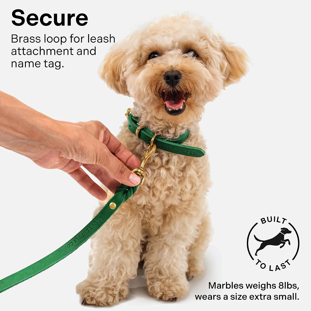 Scout Supply Co Classic Leather Collar demonstrates wear testing for daily use strength.