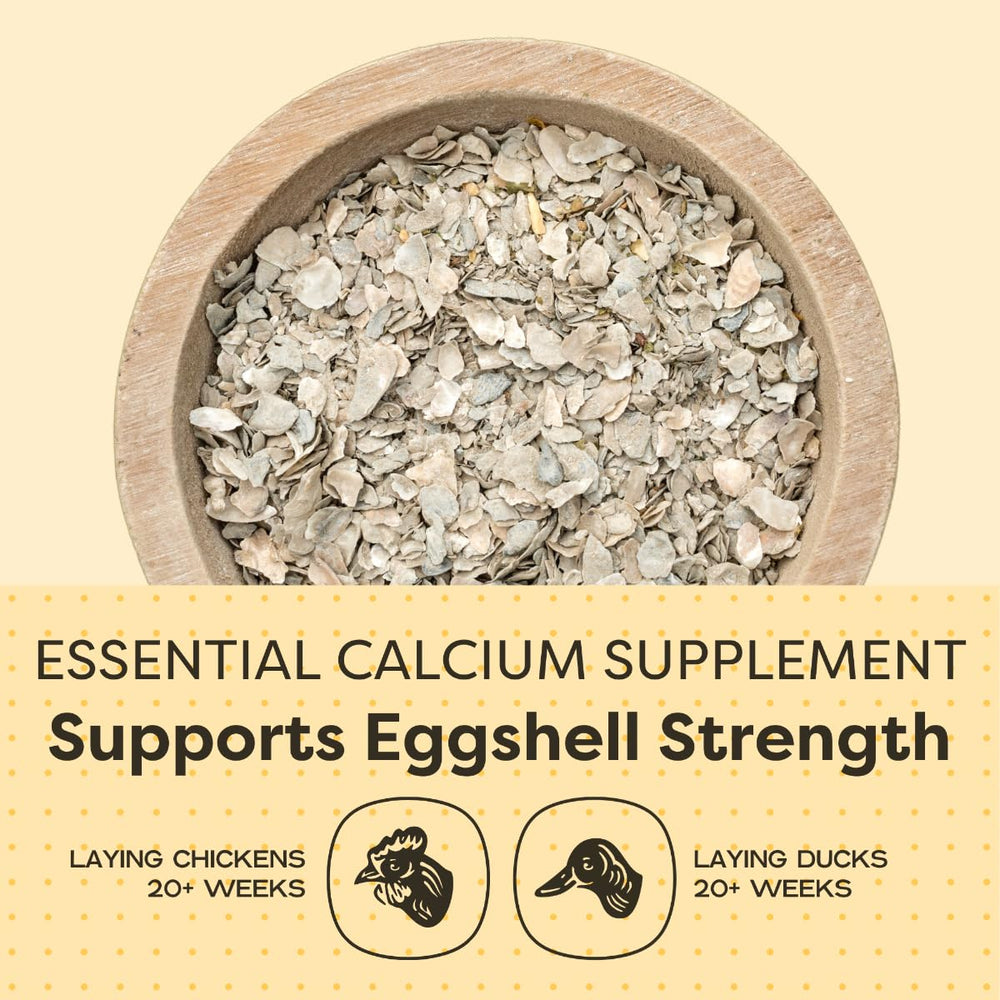 Scratch and Peck oyster shell supplement being poured for chickens, supporting strong eggshells.