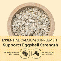 Scratch and Peck oyster shell supplement being poured for chickens, supporting strong eggshells.