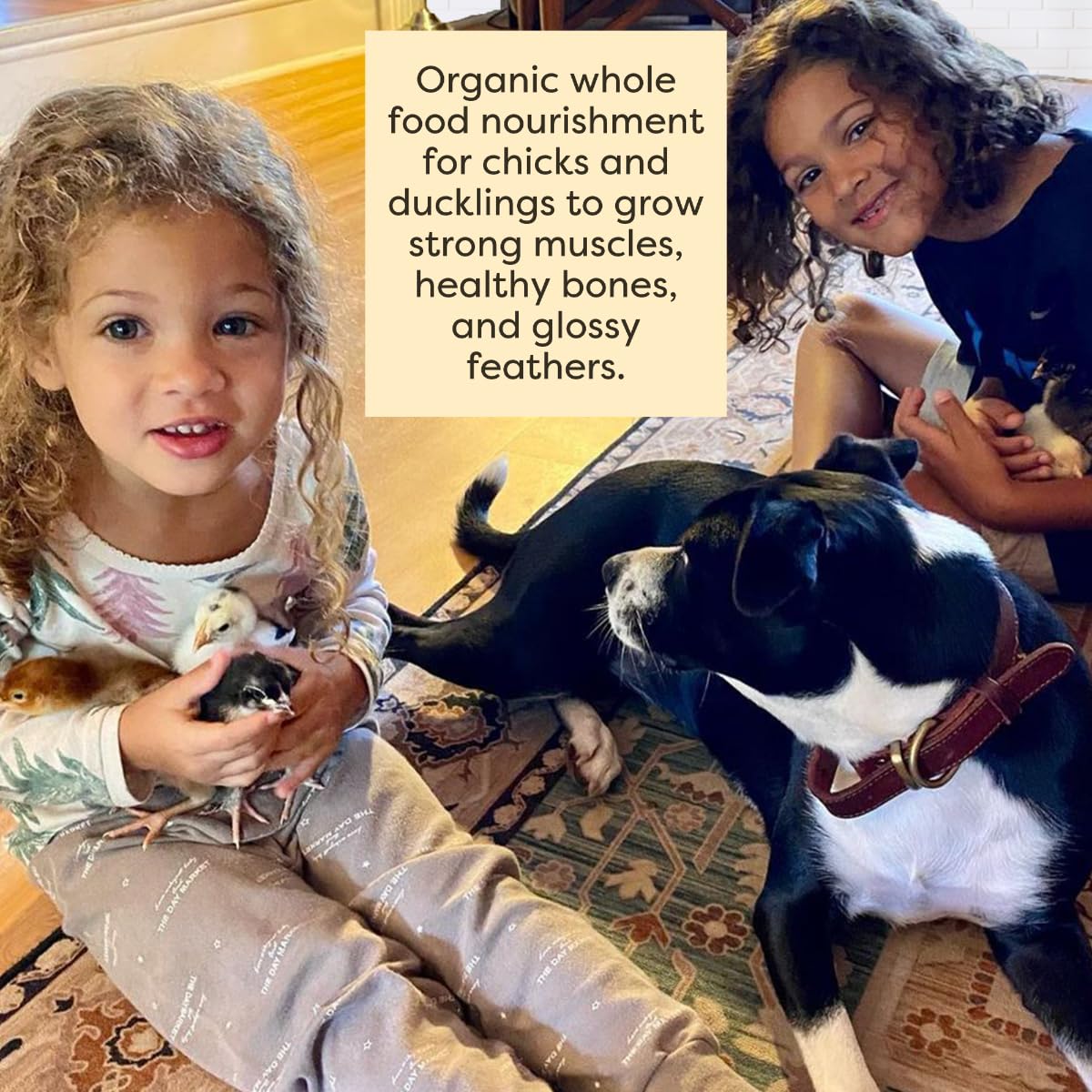 Scratch and Peck Starter Mash protein-growth emphasizes 20.5% protein for healthy development.