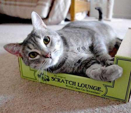Scratch Lounge XL packaging and components showing included pad and catnip.
