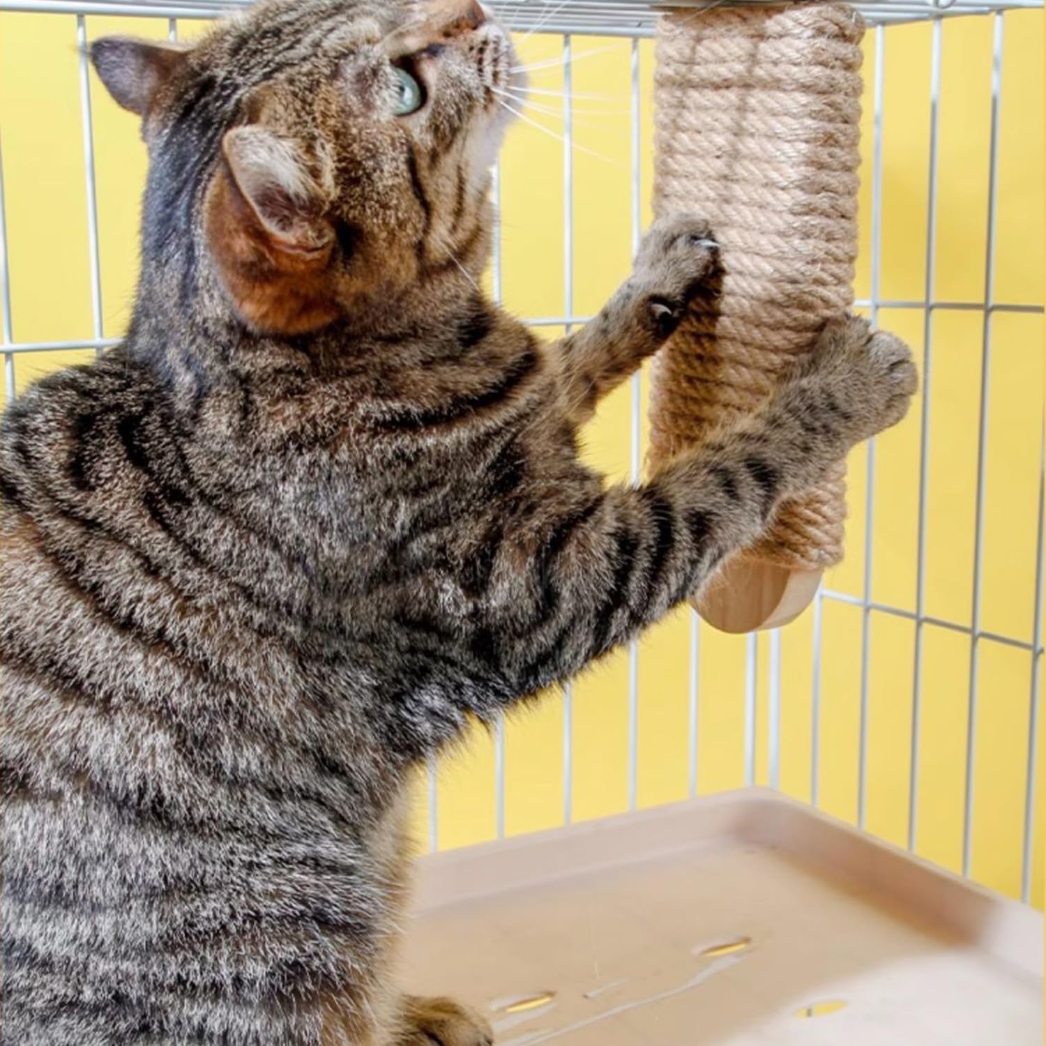 SCSFCVIUS cat-perch-position-mount-ready shows flexible placement inside cages.