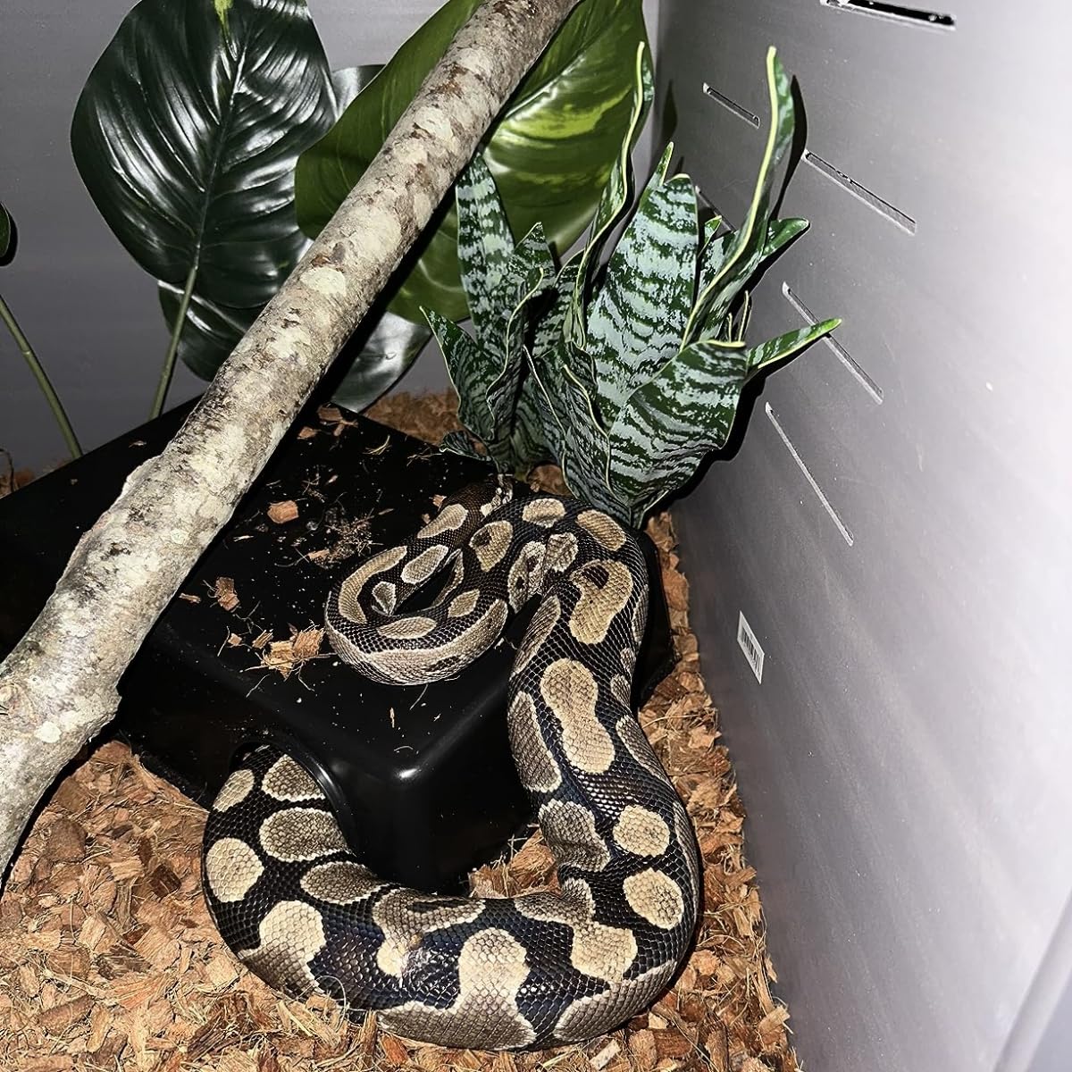 SDZGQPET Amypet reptile hide durable-surface emphasizes smooth, snag-free shelter.