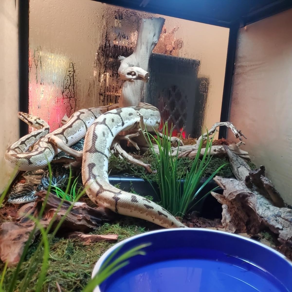 SDZGQPET Amypet reptile hide easy-clean design supports quick wipe-down after use.