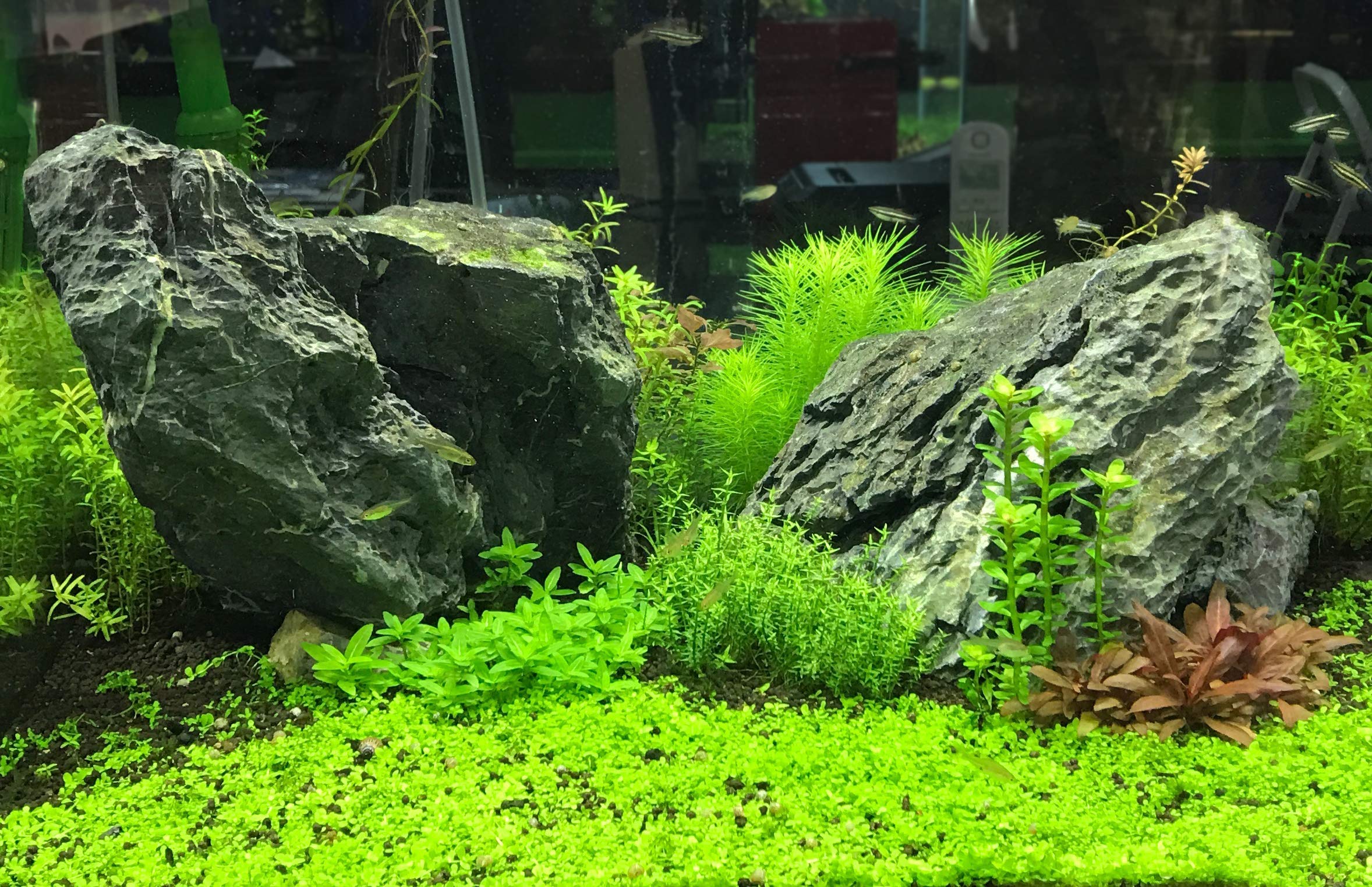 Seachem Flourish Advance bottle on aquarium stand illustrating growth-supporting nutrient formula
