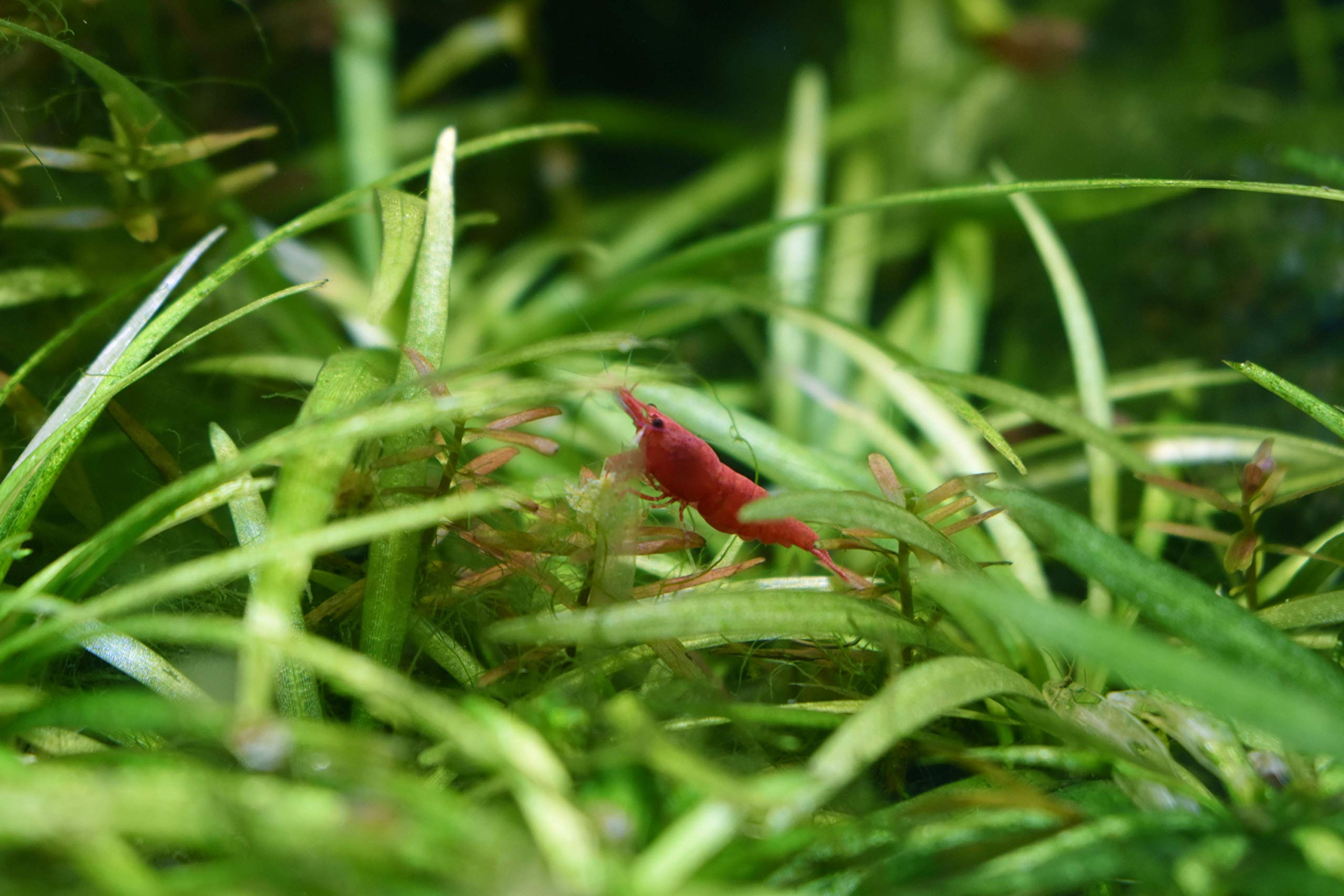 Seachem Flourish bottle resting in a well-lit aquarium setup for planted tanks.