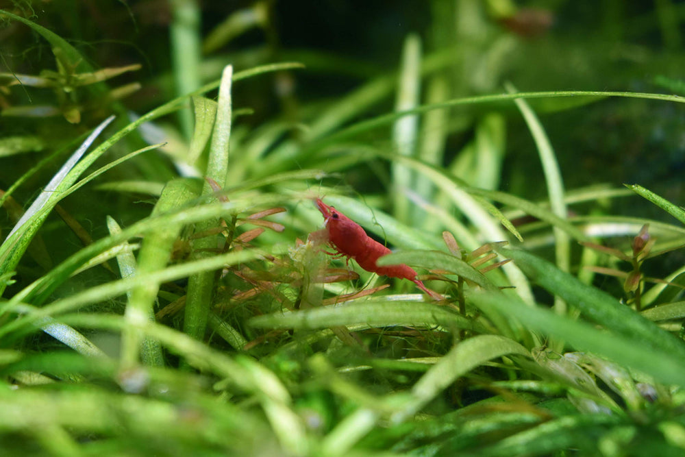 Seachem Flourish bottle resting in a well-lit aquarium setup for planted tanks.