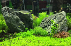 Using Flourish Tabs in a freshwater aquarium for lush growth.