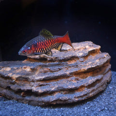 Seachem Neutral Regulator softens water for better fish comfort.