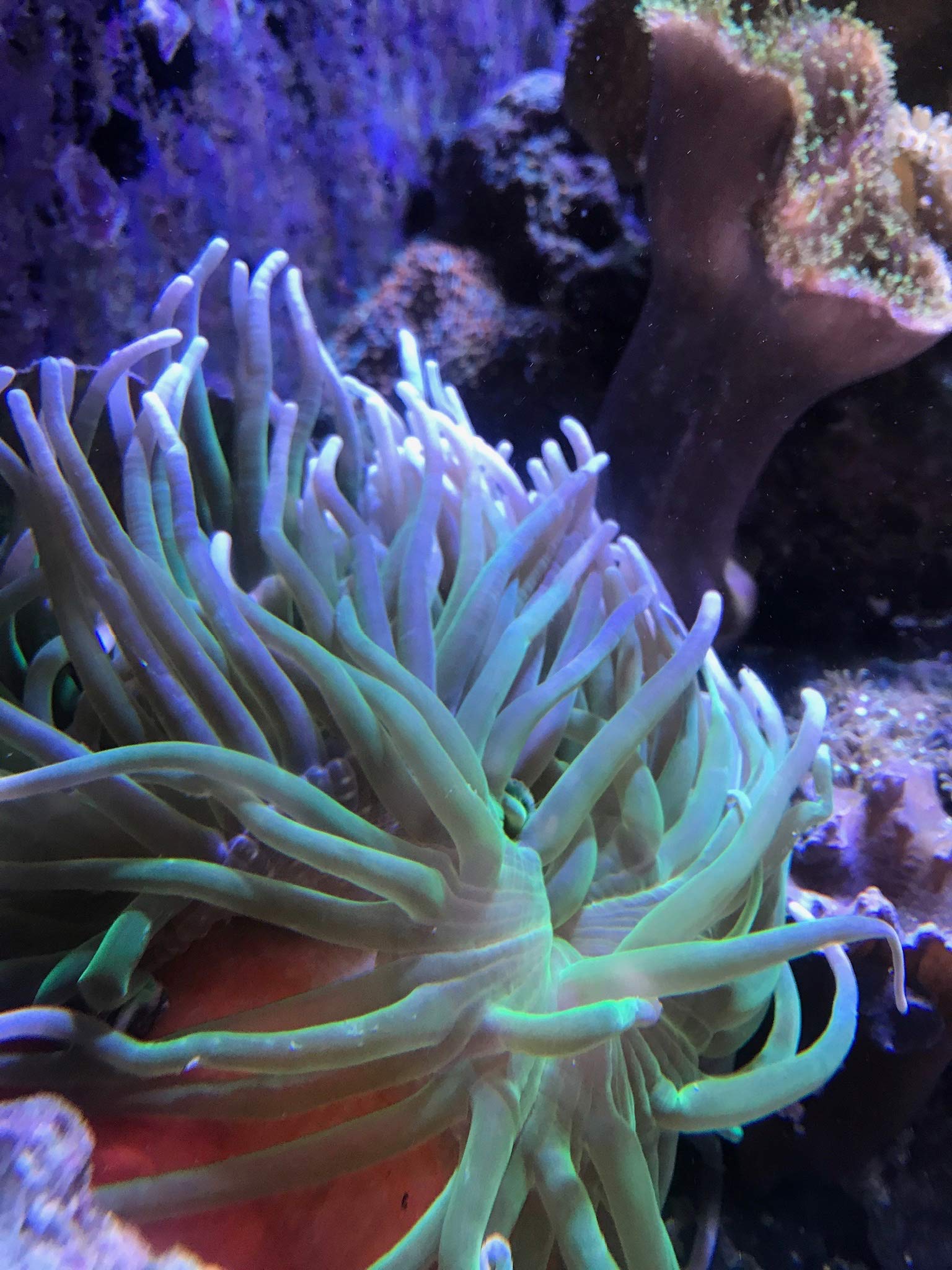 Seachem Reef Calcium setup in tank—easy dosing routine for balanced calcium levels.