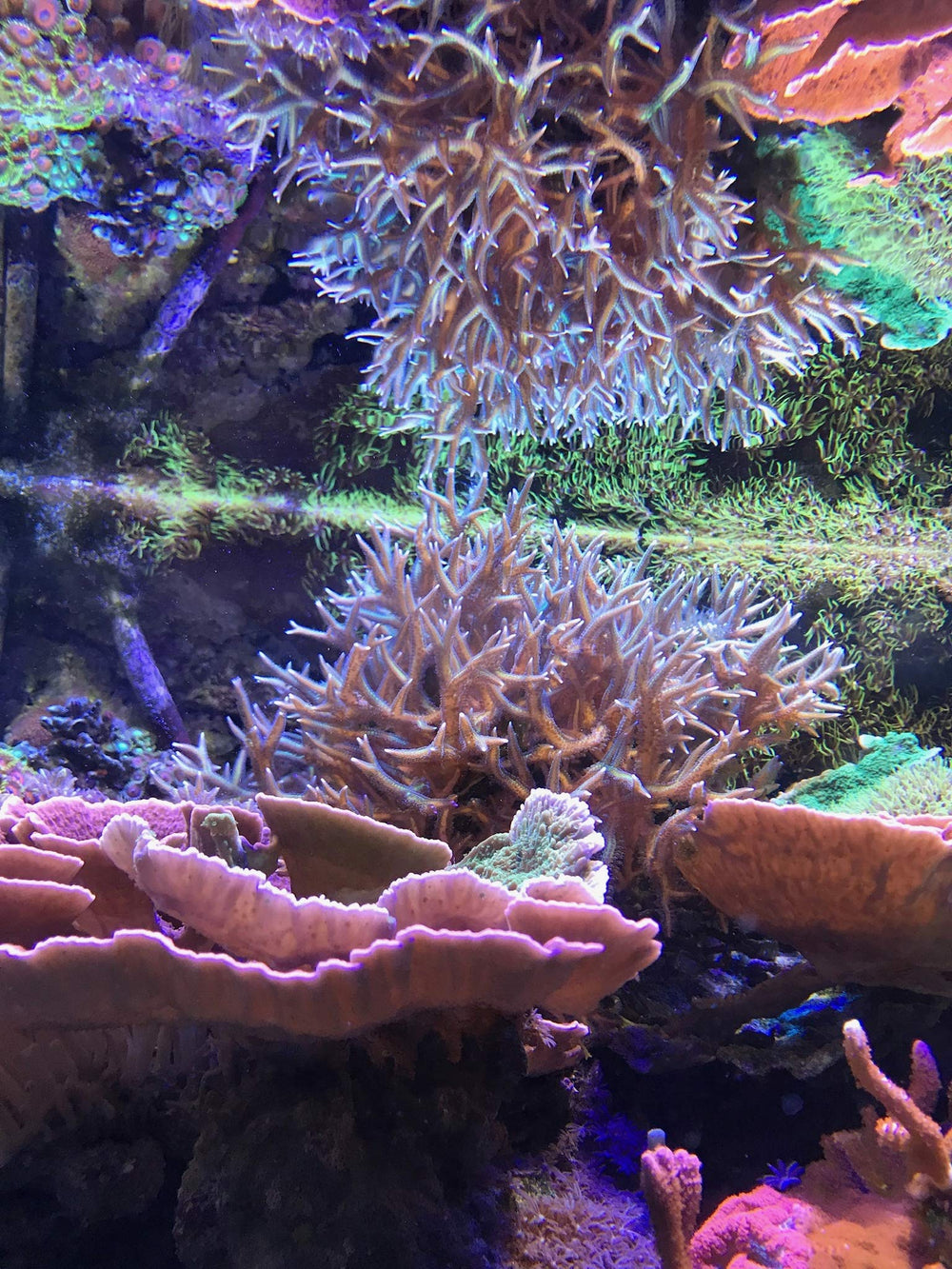 Seachem Reef Zooplankton dosing demonstrates easy-to-use application