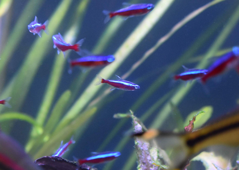 Seachem Stability in-use aquarium scene emphasizing safer new tank startup.