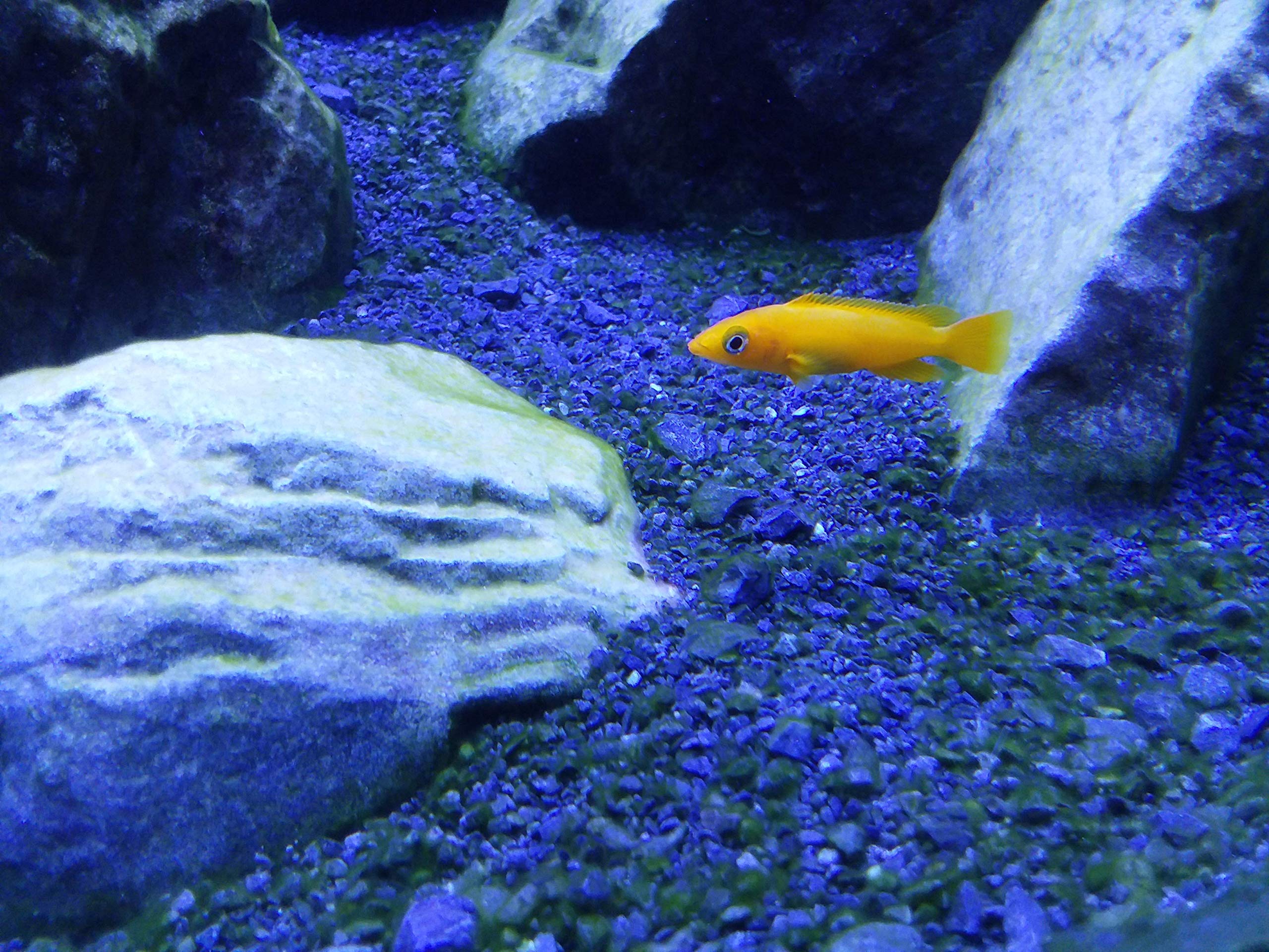 Seachem Tanganyika Buffer in a home aquarium illustrates safe pH elevation.