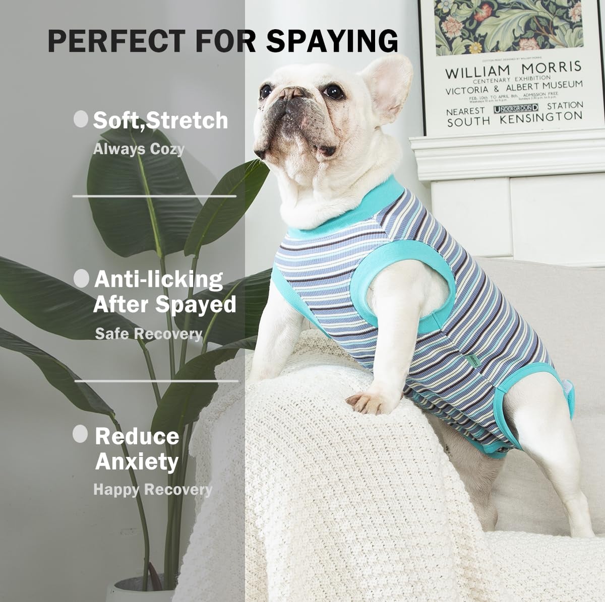 Sebidtco recovery suit for dogs back view offers full abdominal protection during recovery