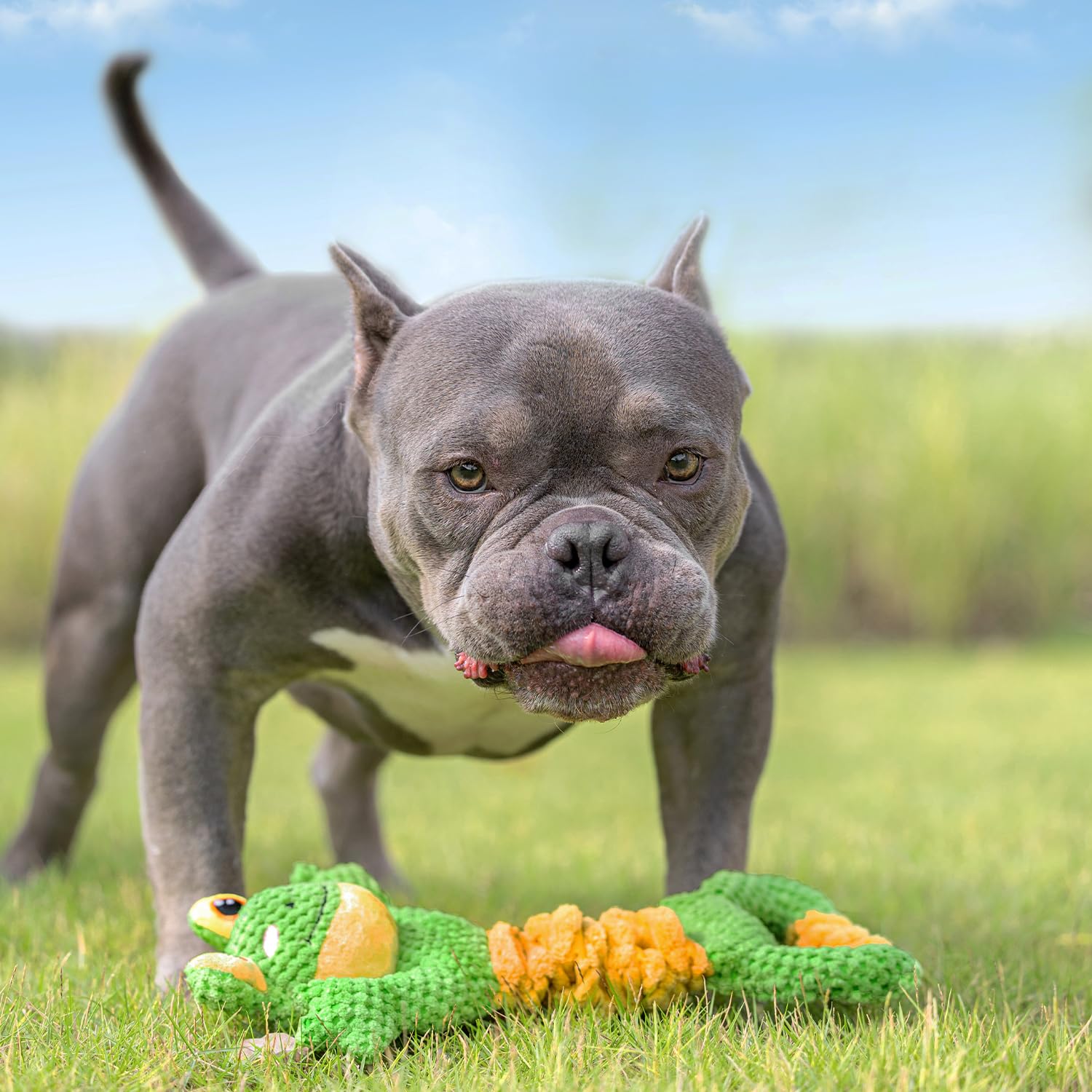 Sedioso Frog Tug Toy crinkle-inside highlights tactile cues that boost playtime and curiosity.